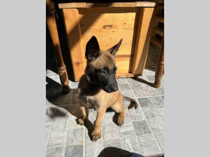 na prodaju štenci malinoe (belgijski ovčar) besplatni mali oglasi