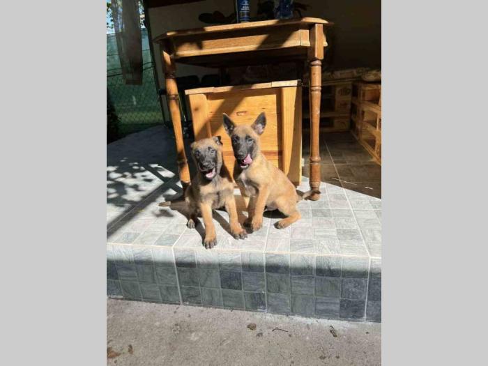 na prodaju štenci malinoe (belgijski ovčar) besplatni mali oglasi
