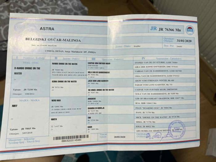 na prodaju štenci malinoe (belgijski ovčar) besplatni mali oglasi