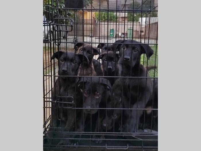 kane korso štenci besplatni mali oglasi