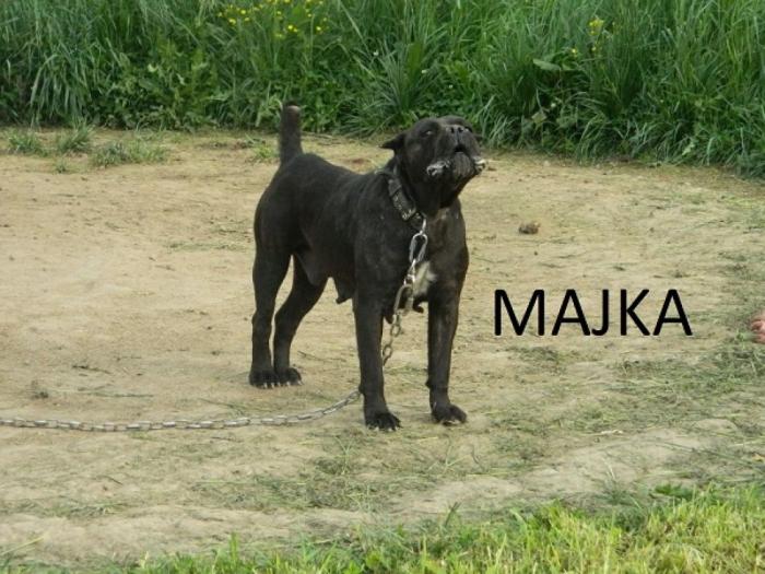 kane korso štenci besplatni mali oglasi