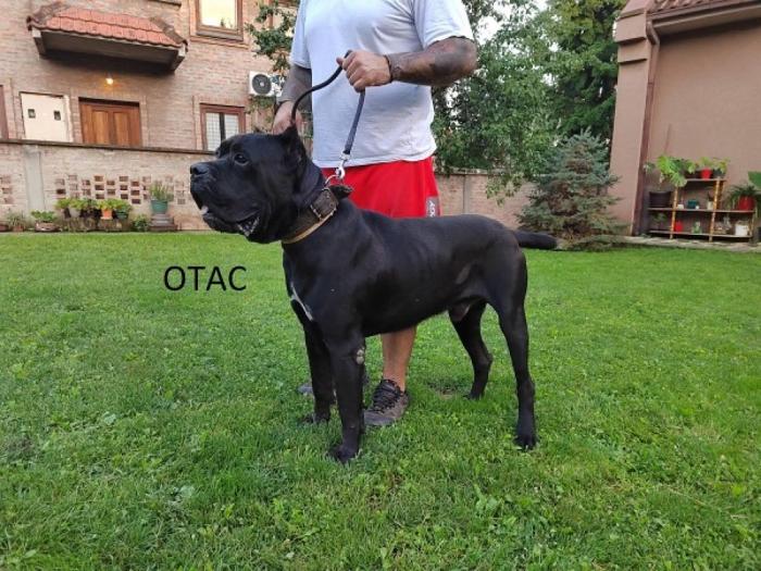 kane korso štenci besplatni mali oglasi
