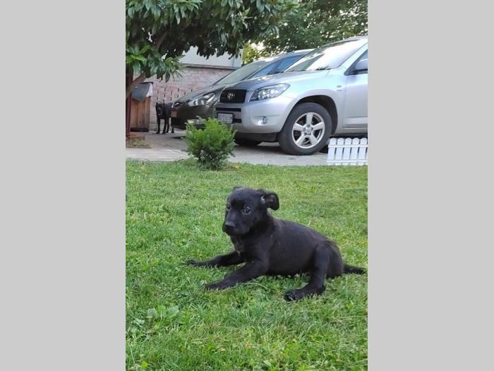 kane korso štenci besplatni mali oglasi