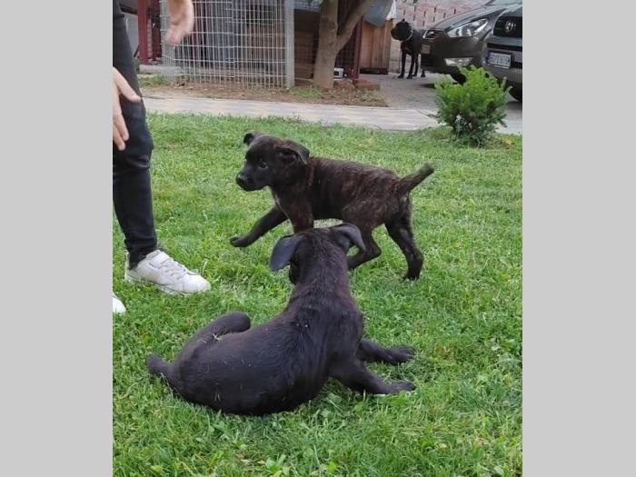 kane korso štenci besplatni mali oglasi