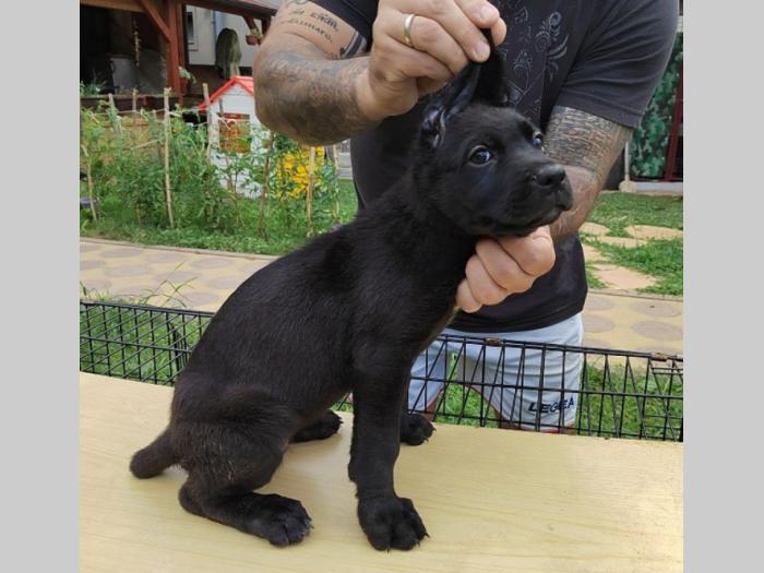kane korso štenci besplatni mali oglasi