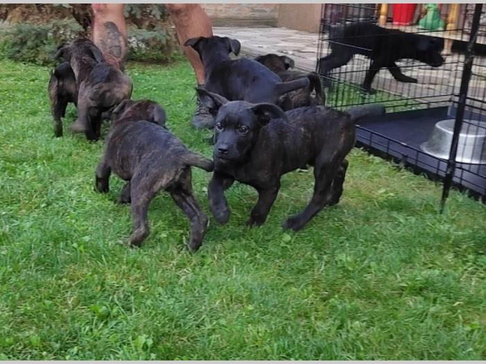 kane korso štenci besplatni mali oglasi