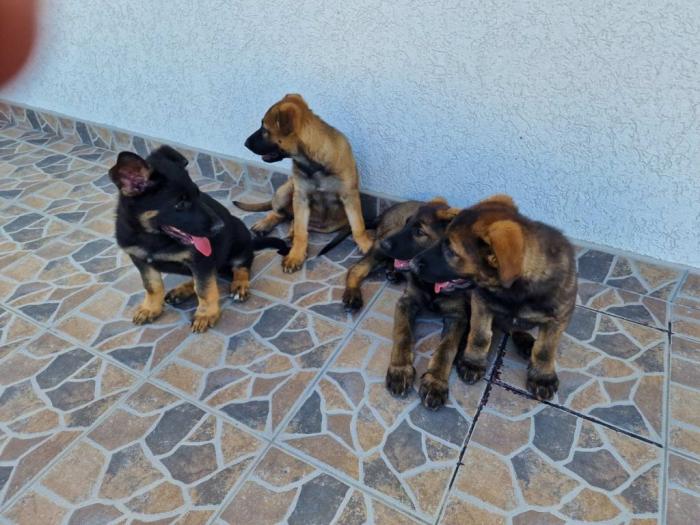 nemački ovčar štenci besplatni mali oglasi