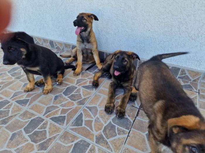 nemački ovčar štenci besplatni mali oglasi