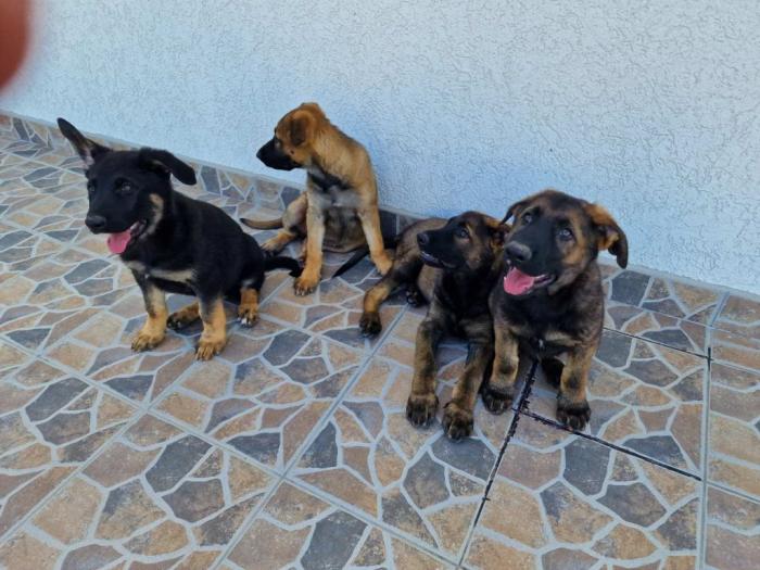 nemački ovčar štenci besplatni mali oglasi