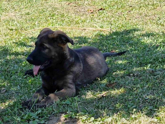 nemački ovčar štenci besplatni mali oglasi
