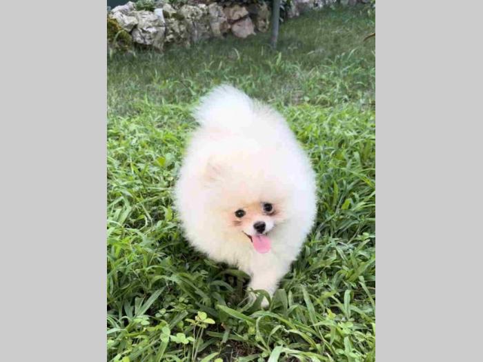 pomeranac muško štene staro 3 meseca bele boje besplatni mali oglasi