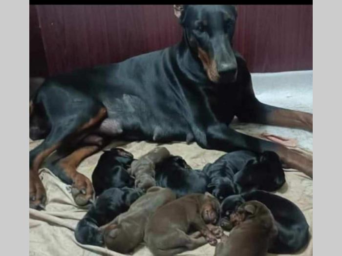 u ponudi štenci dobermana starosti 3 7 meseci besplatni mali oglasi