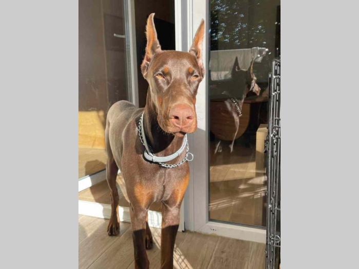 u ponudi štenci dobermana starosti 3 7 meseci besplatni mali oglasi