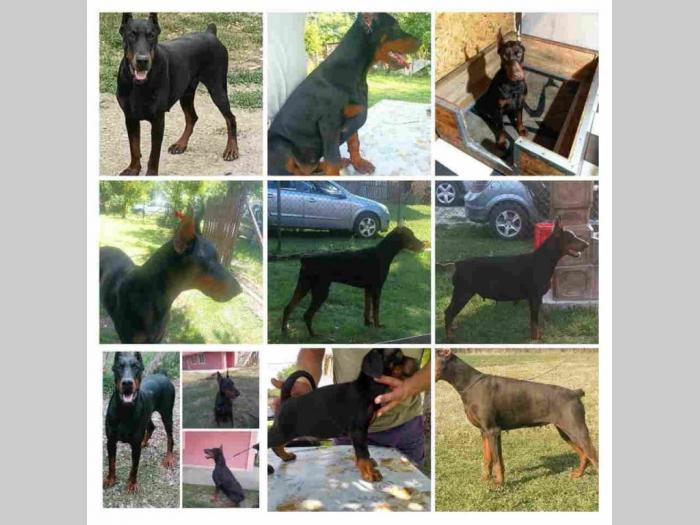 u ponudi štenci dobermana starosti 3 7 meseci besplatni mali oglasi