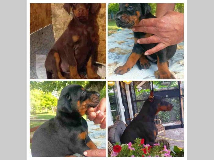 u ponudi štenci dobermana starosti 3 7 meseci besplatni mali oglasi