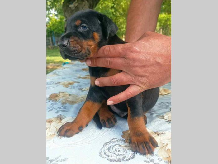 u ponudi štenci dobermana starosti 3 7 meseci besplatni mali oglasi