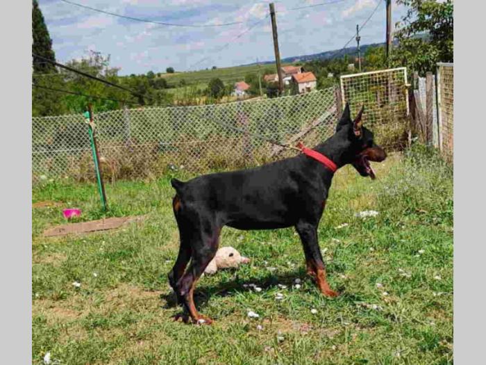 u ponudi štenci dobermana starosti 3 7 meseci besplatni mali oglasi