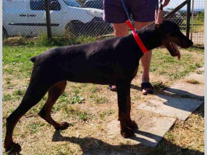 u ponudi štenci dobermana starosti 3 7 meseci besplatni mali oglasi