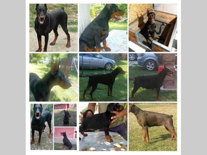 u ponudi štenci dobermana starosti 3 7 meseci besplatni mali oglasi