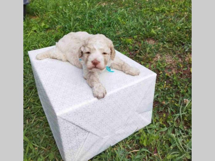 lagotto romagnolo prelepa štenad sa rodovnikom besplatni mali oglasi