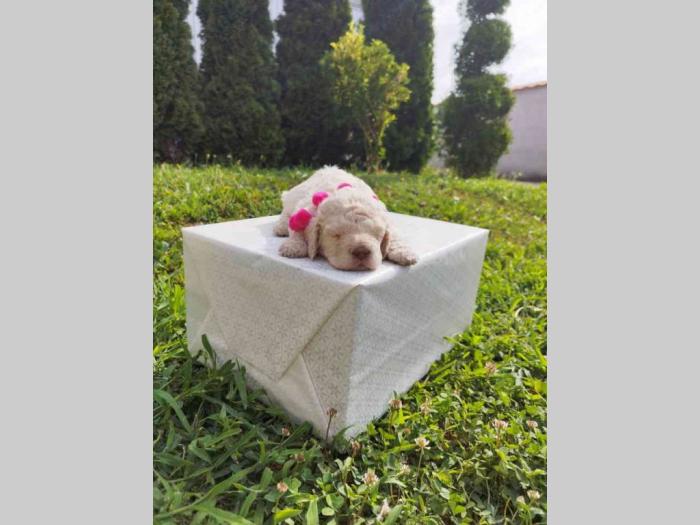 lagotto romagnolo prelepa štenad sa rodovnikom besplatni mali oglasi