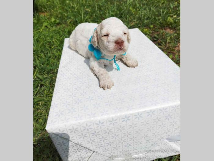 lagotto romagnolo prelepa štenad sa rodovnikom besplatni mali oglasi