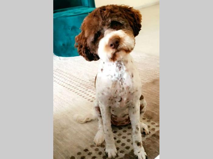 lagotto romagnolo prelepa štenad sa rodovnikom besplatni mali oglasi