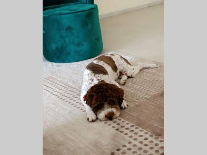 lagotto romagnolo prelepa štenad sa rodovnikom besplatni mali oglasi