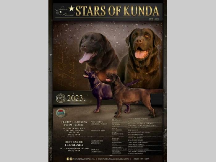 labrador retriver štenci braon boje besplatni mali oglasi