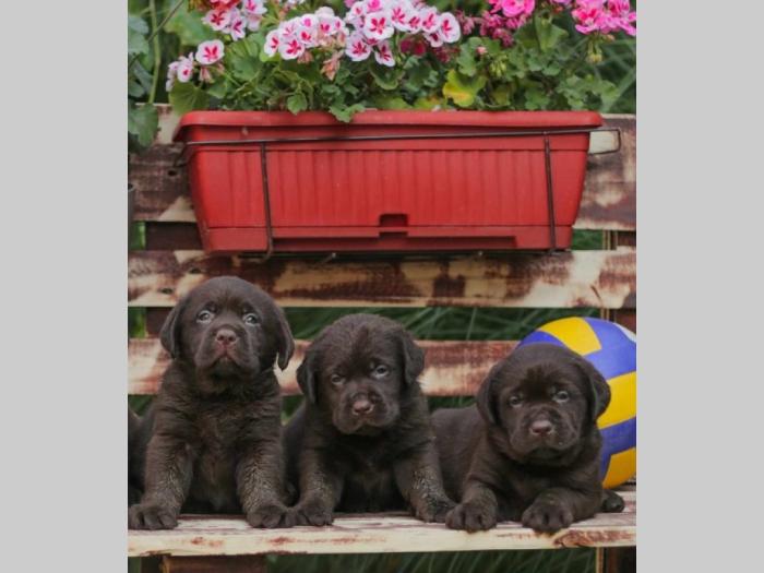 labrador retriver štenci braon boje besplatni mali oglasi