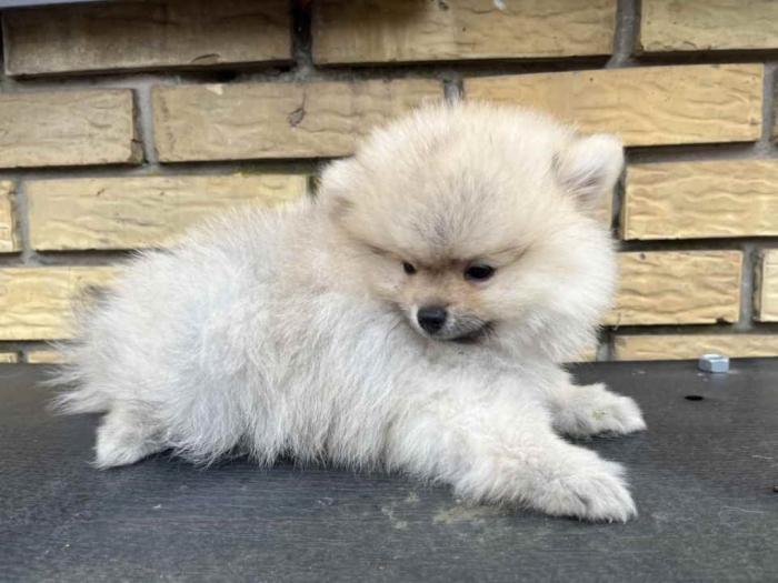 prelepi štenci pomeranaca besplatni mali oglasi