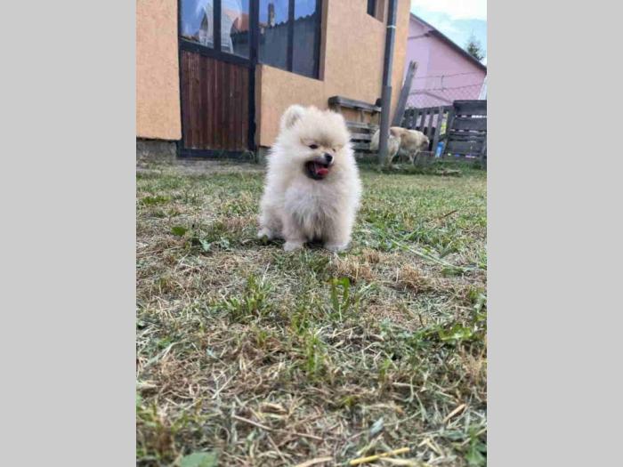 prelepi štenci pomeranaca besplatni mali oglasi