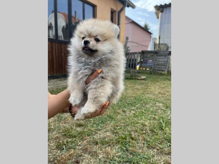 prelepi štenci pomeranaca besplatni mali oglasi