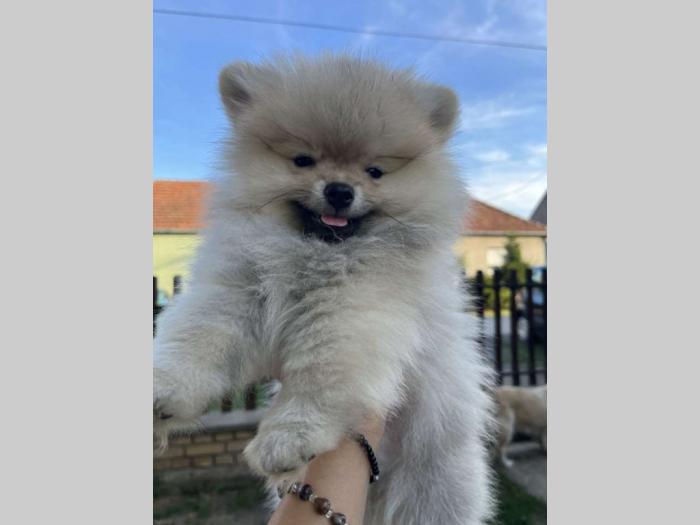 prelepi štenci pomeranaca besplatni mali oglasi