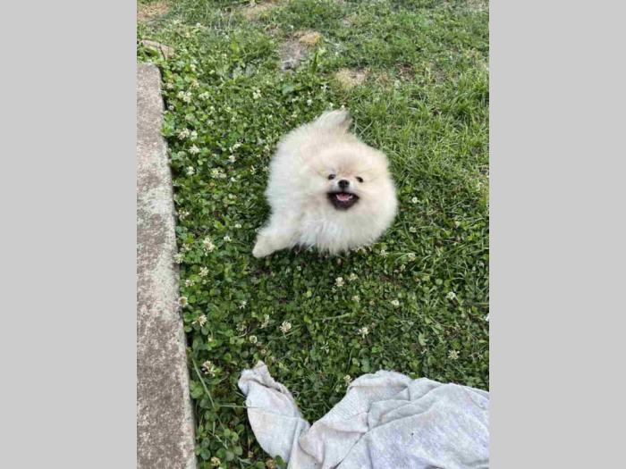 prelepi štenci pomeranaca besplatni mali oglasi