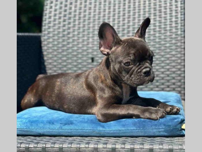 fransucki buldog štene besplatni mali oglasi