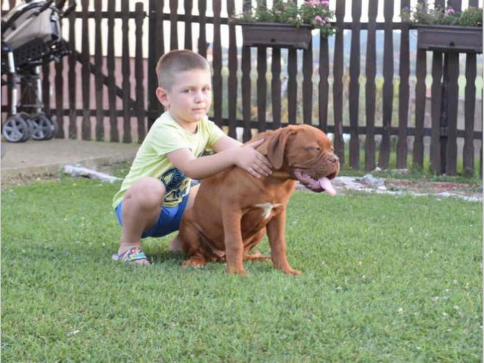dve prvobirane ženke bordoške doge besplatni mali oglasi