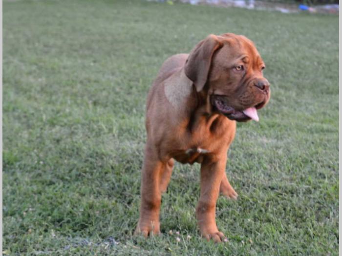 dve prvobirane ženke bordoške doge besplatni mali oglasi