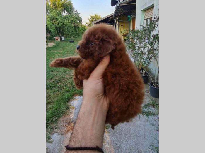 štenci crvene tzv toy pudle vrhunskog kvaliteta čip, pasoš besplatni mali oglasi