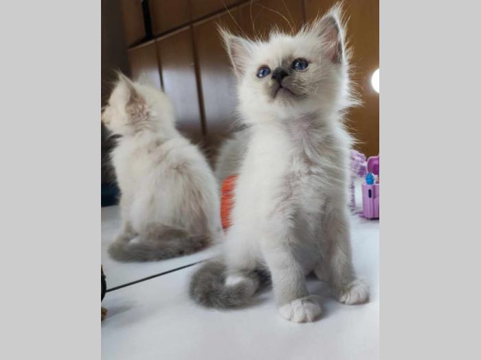 sveta birma i ragdoll mačići besplatni mali oglasi