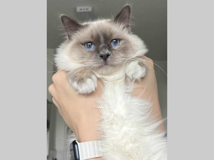sveta birma i ragdoll mačići besplatni mali oglasi