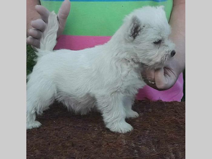 westie ŝtenci odgajivačnice lovely little friend besplatni mali oglasi