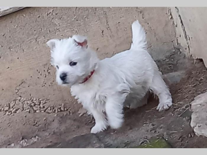 westie ŝtenci odgajivačnice lovely little friend besplatni mali oglasi