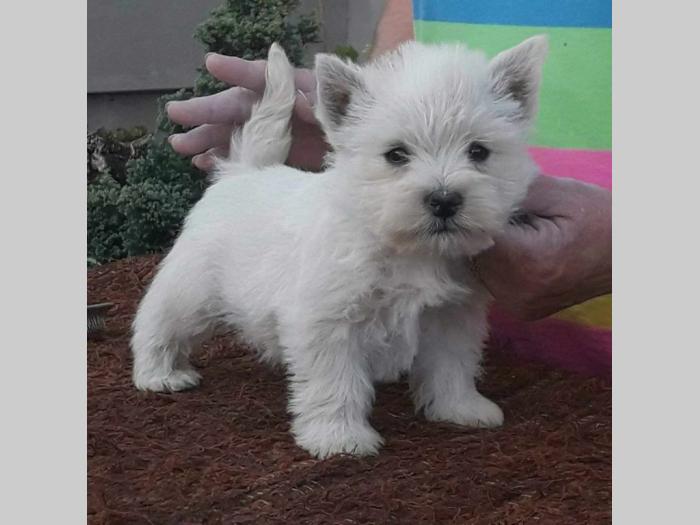 westie ŝtenci odgajivačnice lovely little friend besplatni mali oglasi