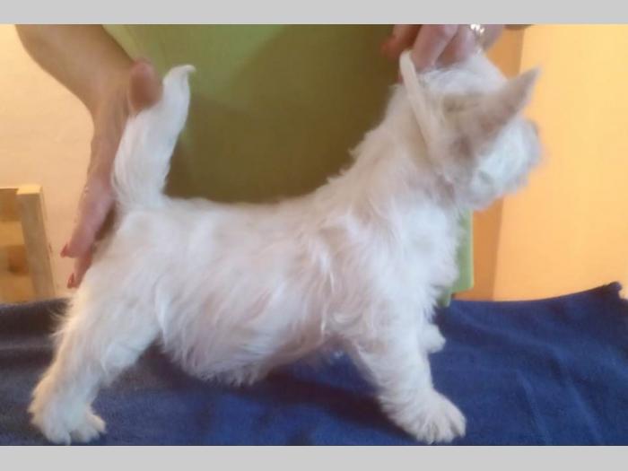 westie ŝtenci odgajivačnice lovely little friend besplatni mali oglasi