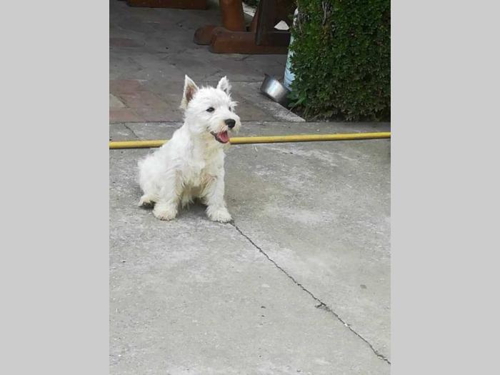 westie ŝtenci odgajivačnice lovely little friend besplatni mali oglasi