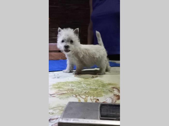 westie ŝtenci odgajivačnice lovely little friend besplatni mali oglasi