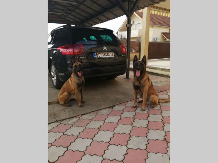 štenci belgijskog ovčara malinoa besplatni mali oglasi
