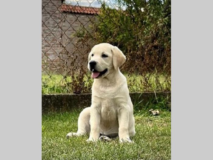 labrador retriver štenci ženke besplatni mali oglasi