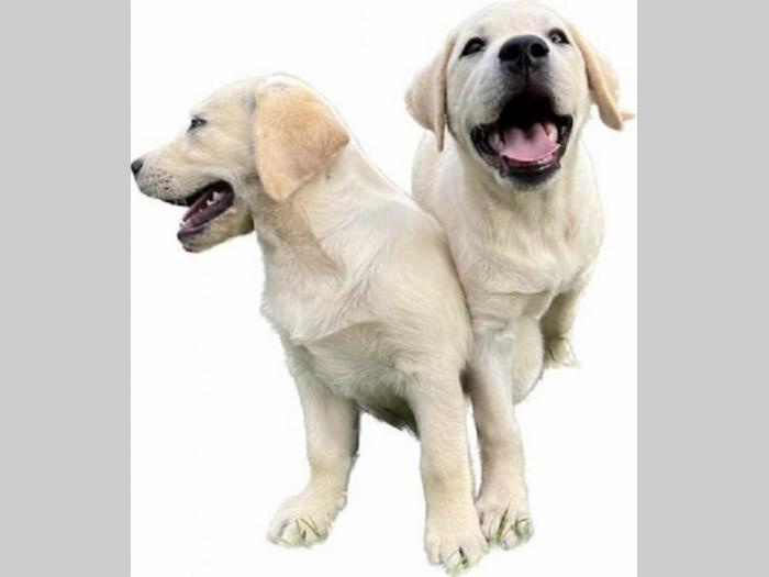 labrador retriver štenci ženke besplatni mali oglasi